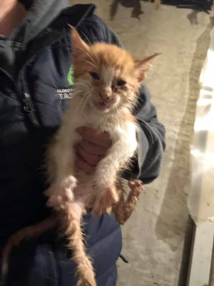 Alberta SPCA investigating after 15 cats found abandoned, trapped in containers near Stettler