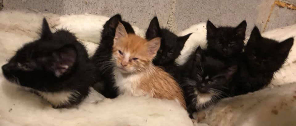 Stettler man recants story about abandoned cats