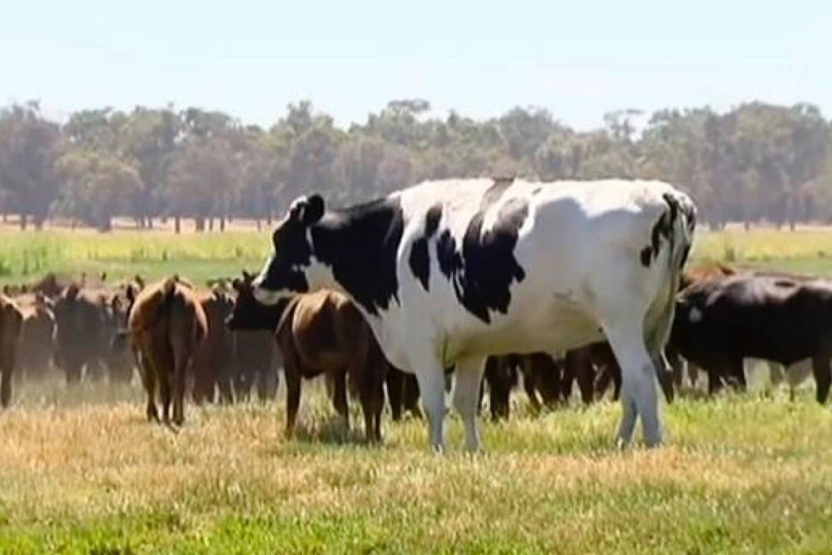 In this image made from video taken Nov. 15, 2018, Knickers the steer, center, is in paddock with cow herd in Lake Preston, Australia. (Channel 7’s Today Tonight via AP)