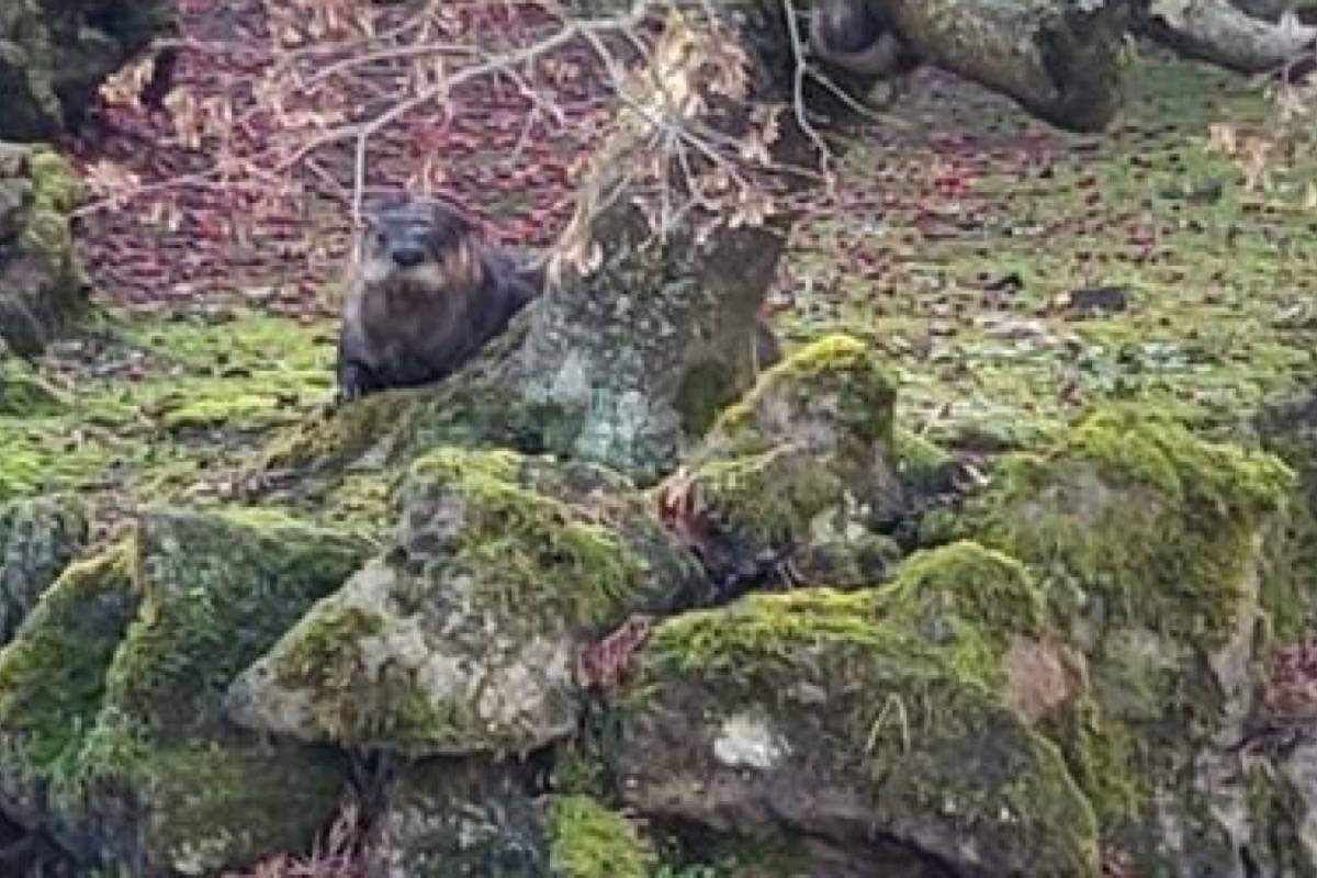 Otter absent, but koi rescue continues at Vancouver’s Dr. Sun Yat-Sen Garden