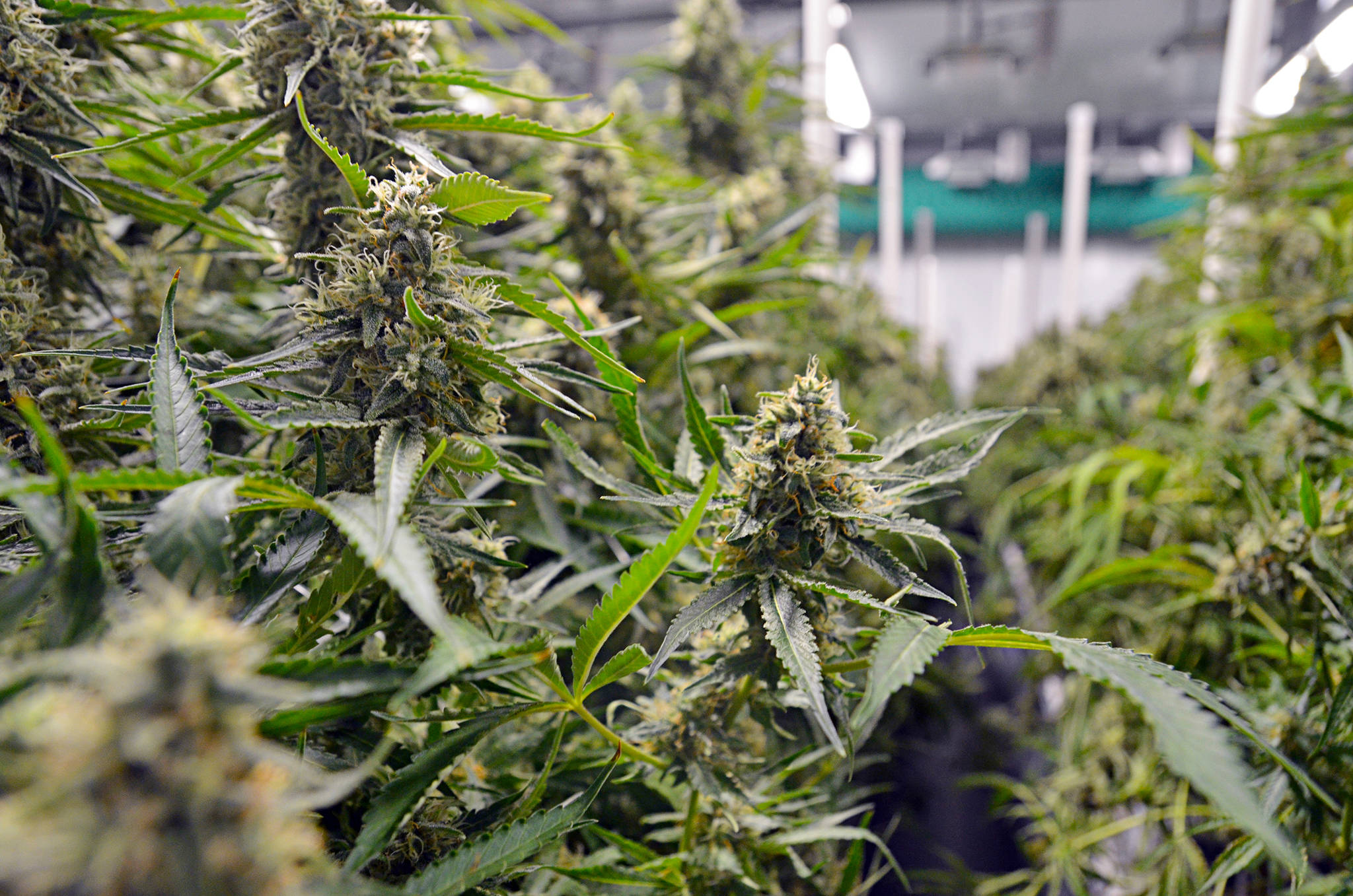 Cannabis plants in BlissCo, a manufacturing facility in Langley, B.C. (Ashley Wadhwani/Black Press Media)