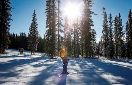 Admitted to taking down endangered trees: Lake Louise ski resort to be sentenced