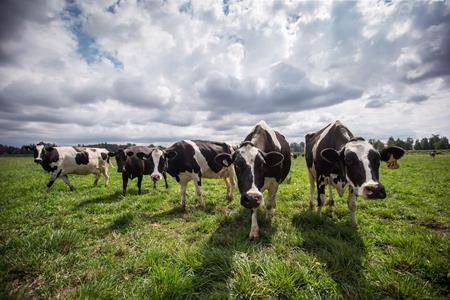 Cows can be pessimistic and it affects their ability to cope with stress: study