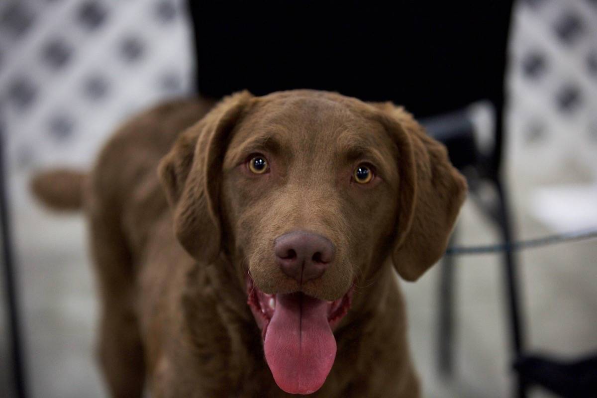 Repeat, the Chesapeake Bay Retriever, awaits his showing on Friday morning. Robin Grant/Red Deer Express