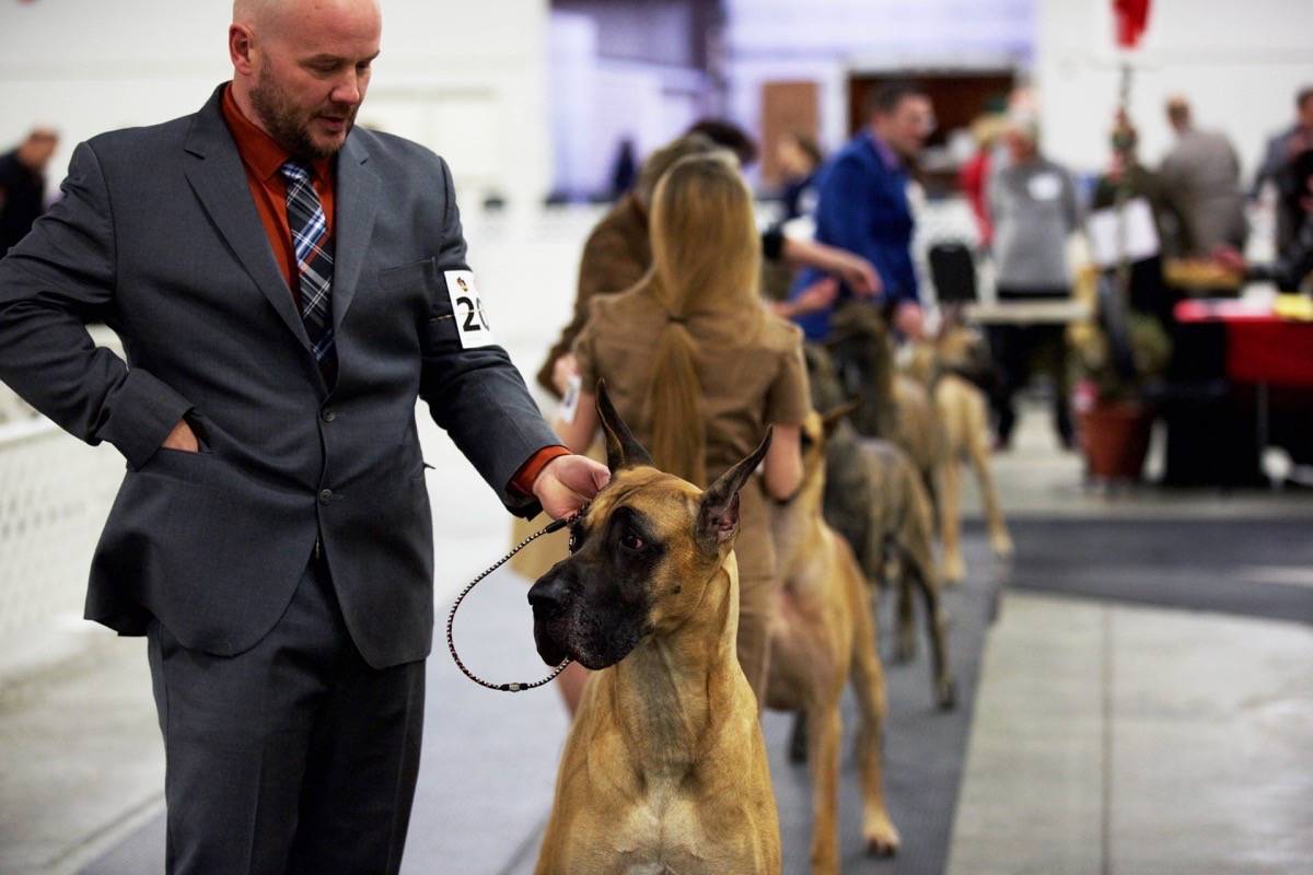A Great Dane conformation show took place Friday morning. Robin Grant/Red Deer Express