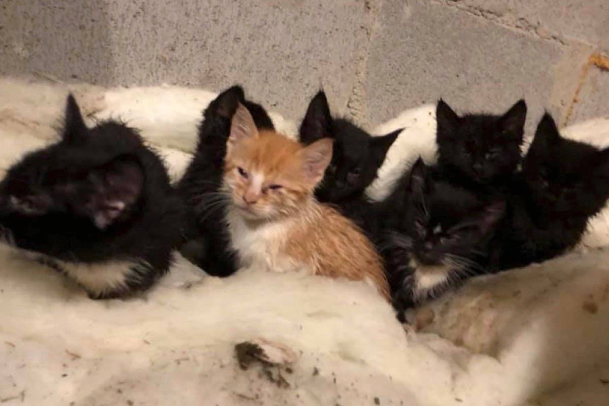 ‘Abandoned’ cats, kittens never in distress says SPCA