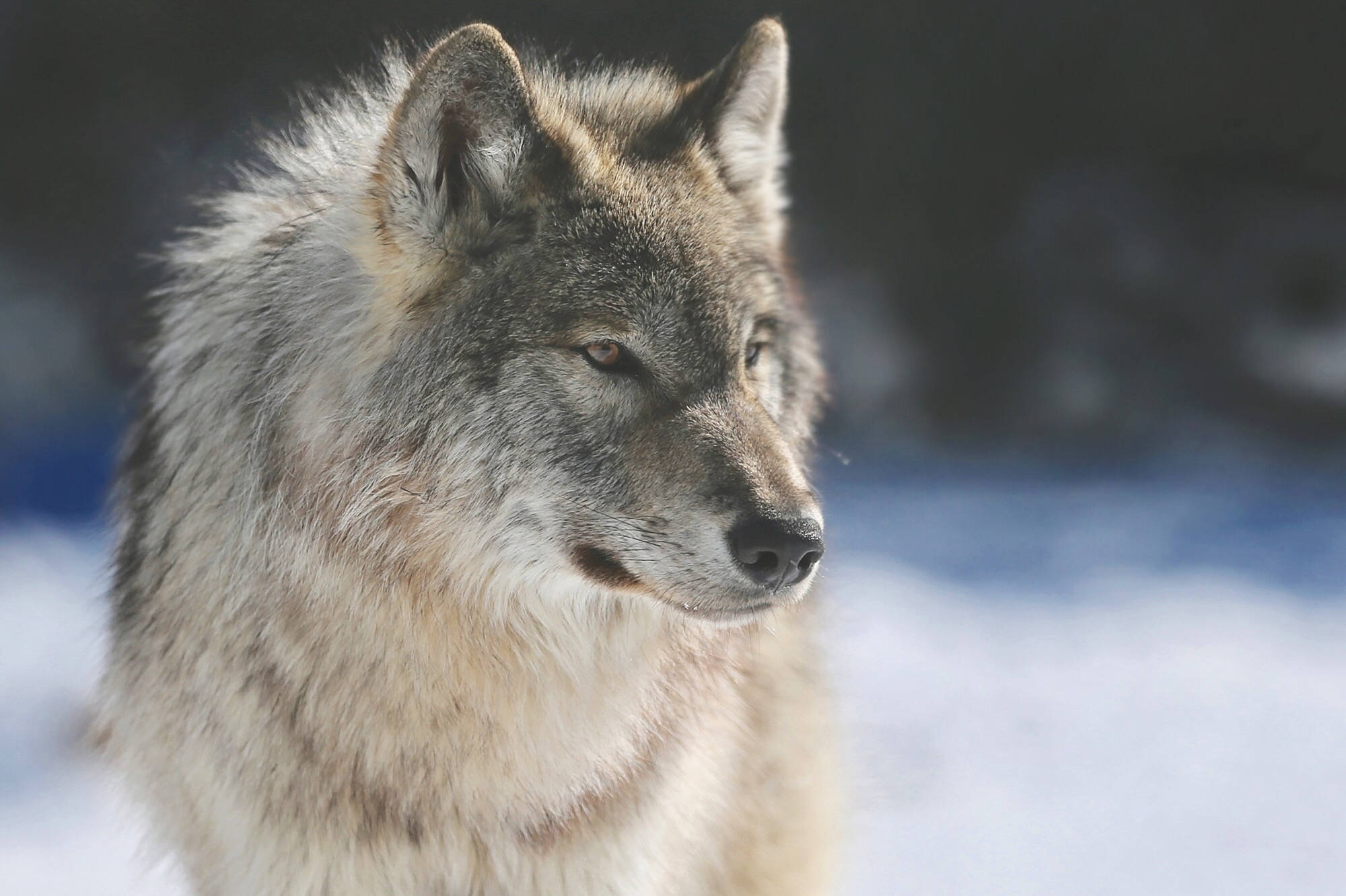 The Nature Conservancy of Canada says giving someone a wolf (or moose, or bear) is a great way to relieve the pressure of gift shopping on yourself and the environment. Photo courtesy the Nature Conservancy.