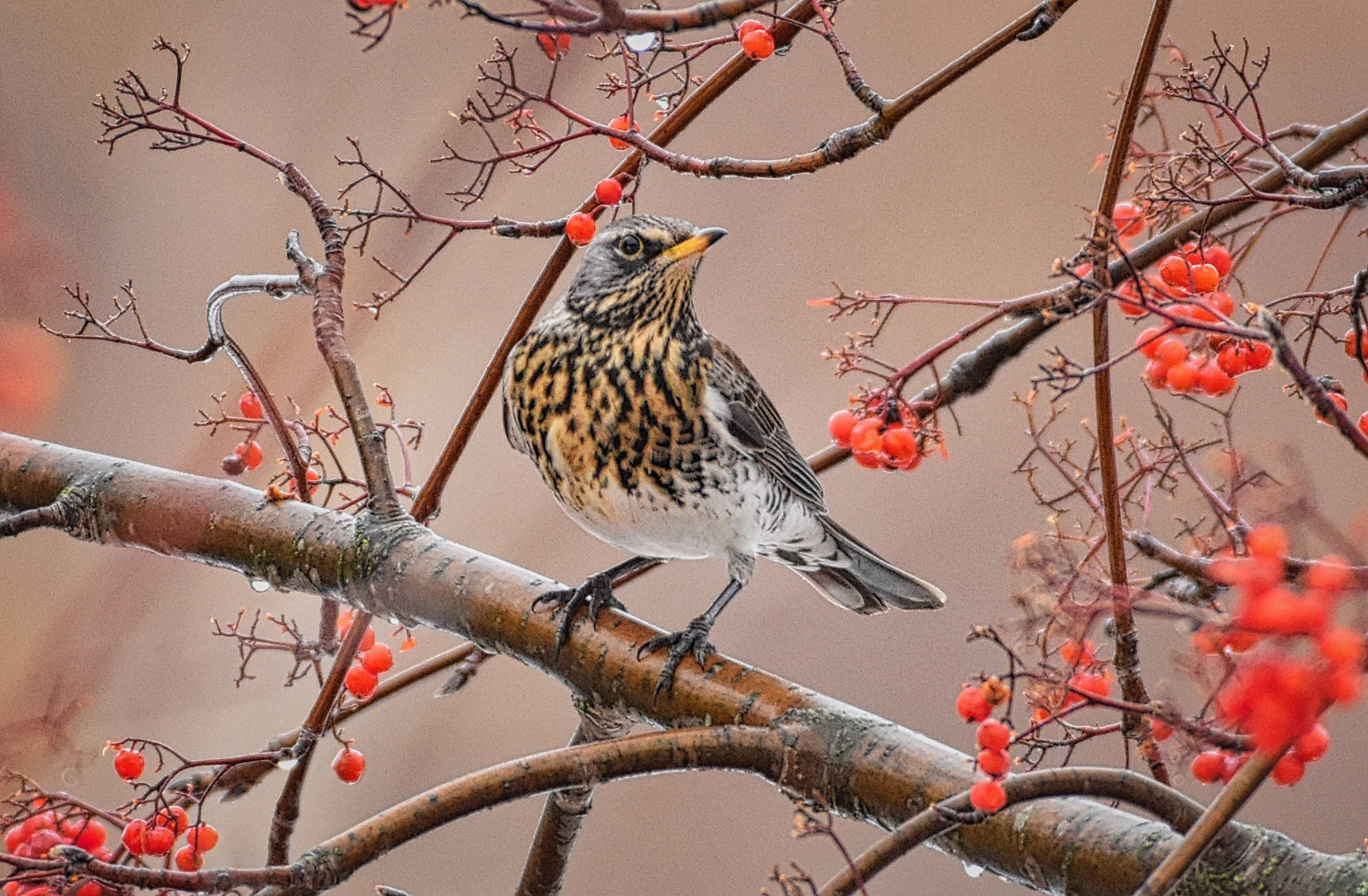 This fieldfare, a member of the thrush family, was spotted among a flock of robins during the annual Salmon Arm Bird Count on Dec. 16. This is only the second time the bird, which is native to northern Europe and Asia, has been seen in B.C. (Roger Beardmore photo)