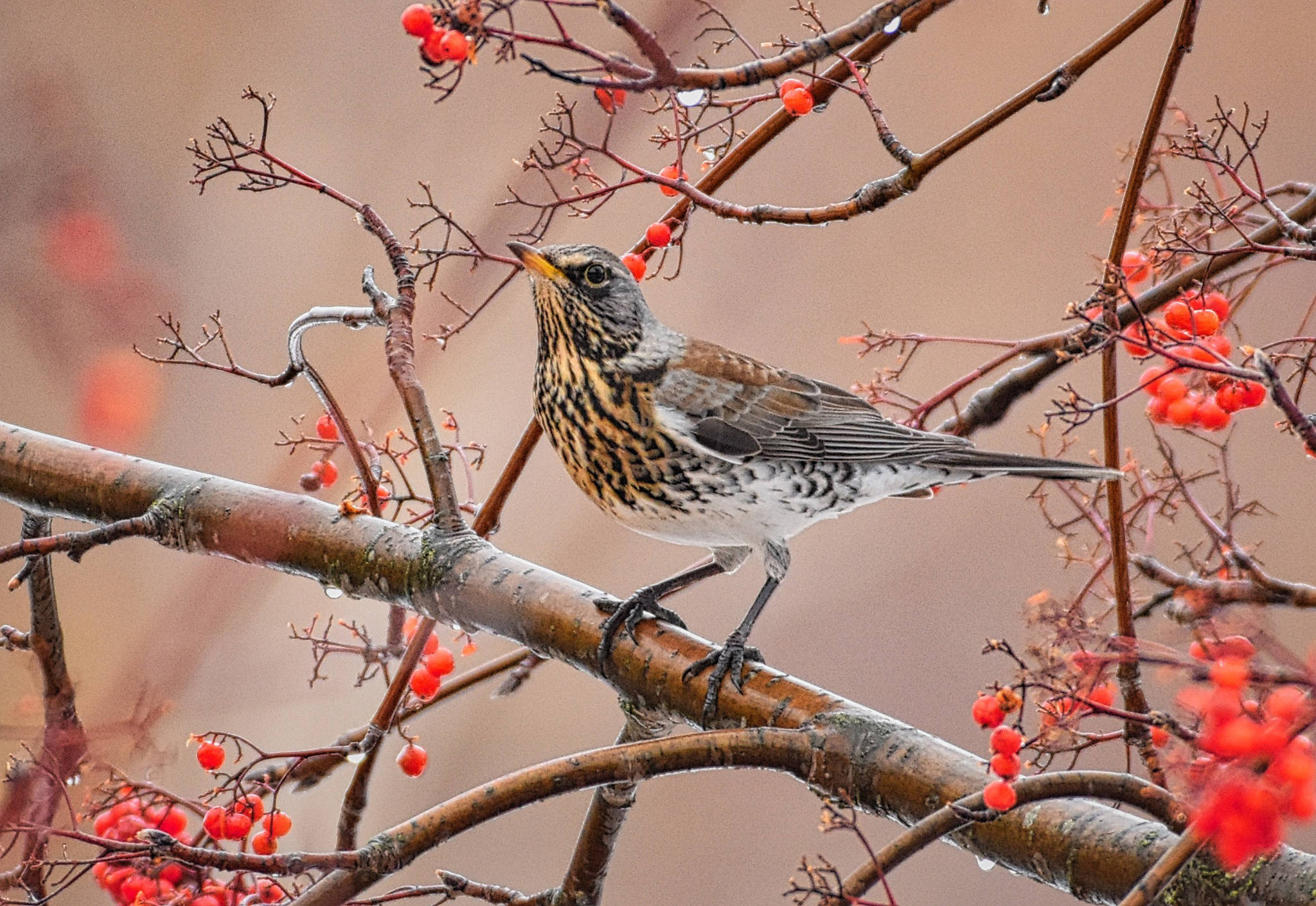 Native to northern Europe and Asia, this fieldfare, a member of the thrush family, has caused a stir by making a rare appearance in Salmon Arm. The bird was spotted by Nan Bearmore among a flock of robins during the Dec. 16 bird count. (Roger Beardmore photo)