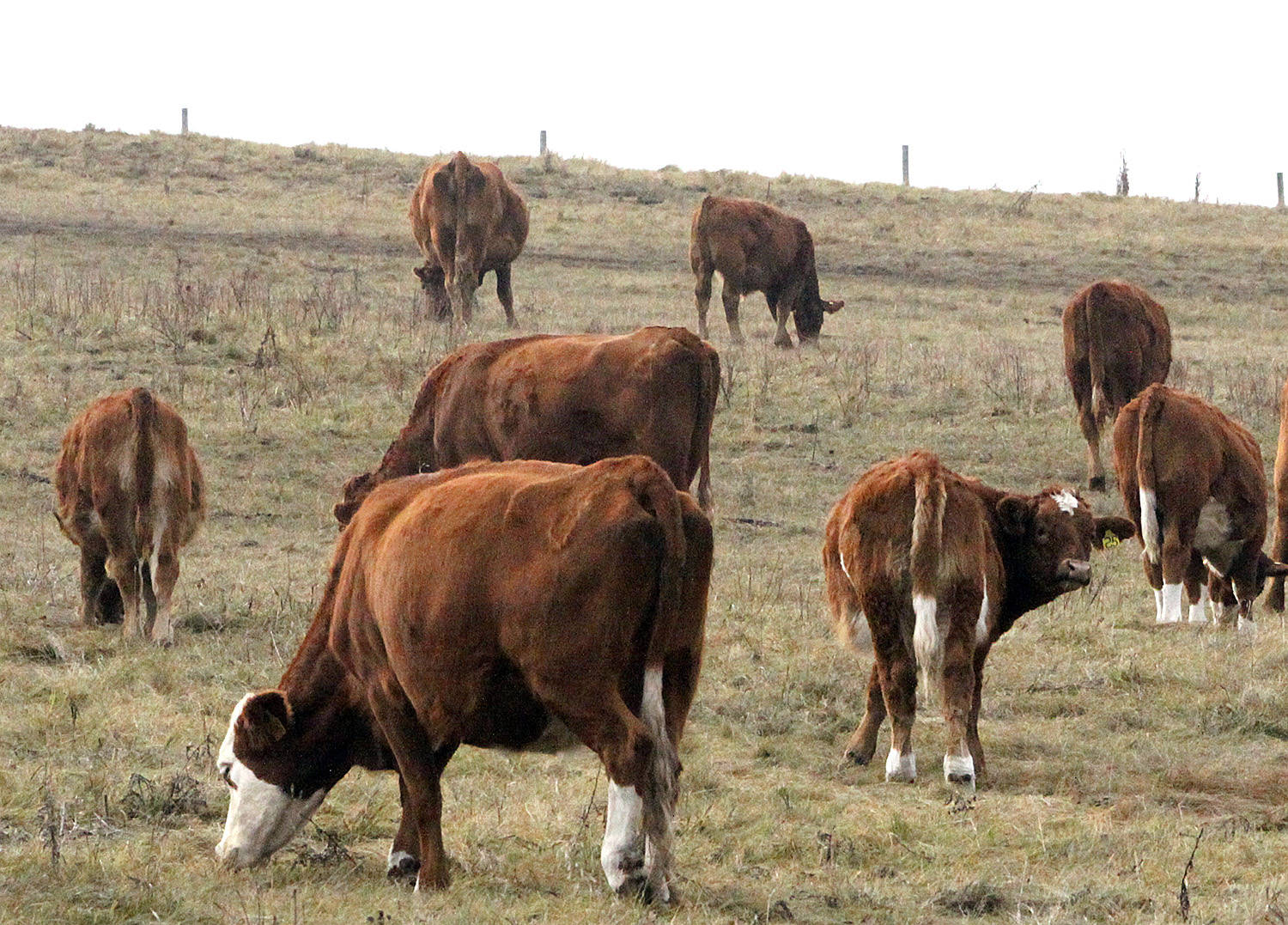 Bovine TB back on radar after slaughtered BC cow tests positive
