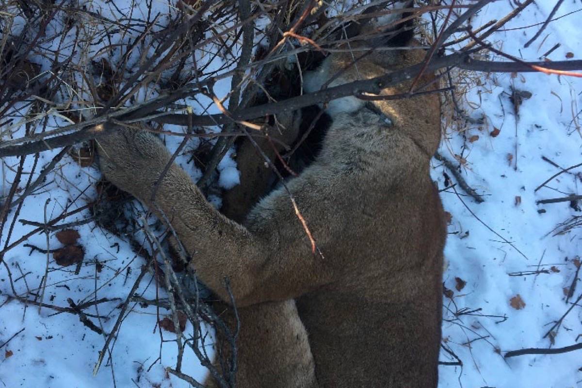 Stettler County man ‘startled’ to capture cougar
