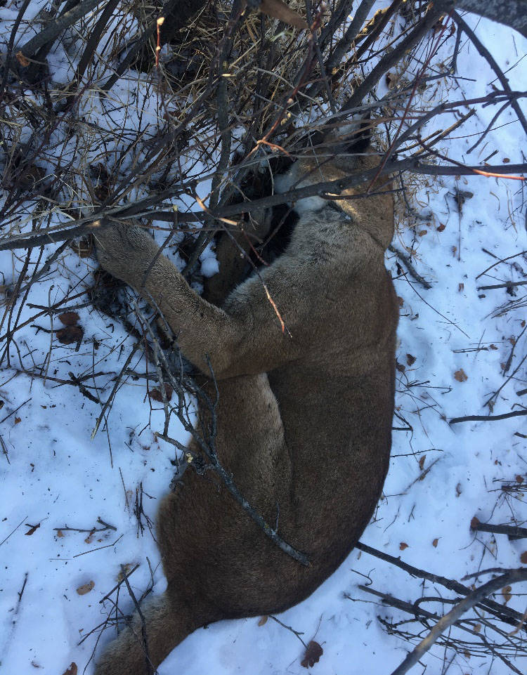 A cougar was captured along Stettler County and Starland County Dec. 18. (Contributed photo)