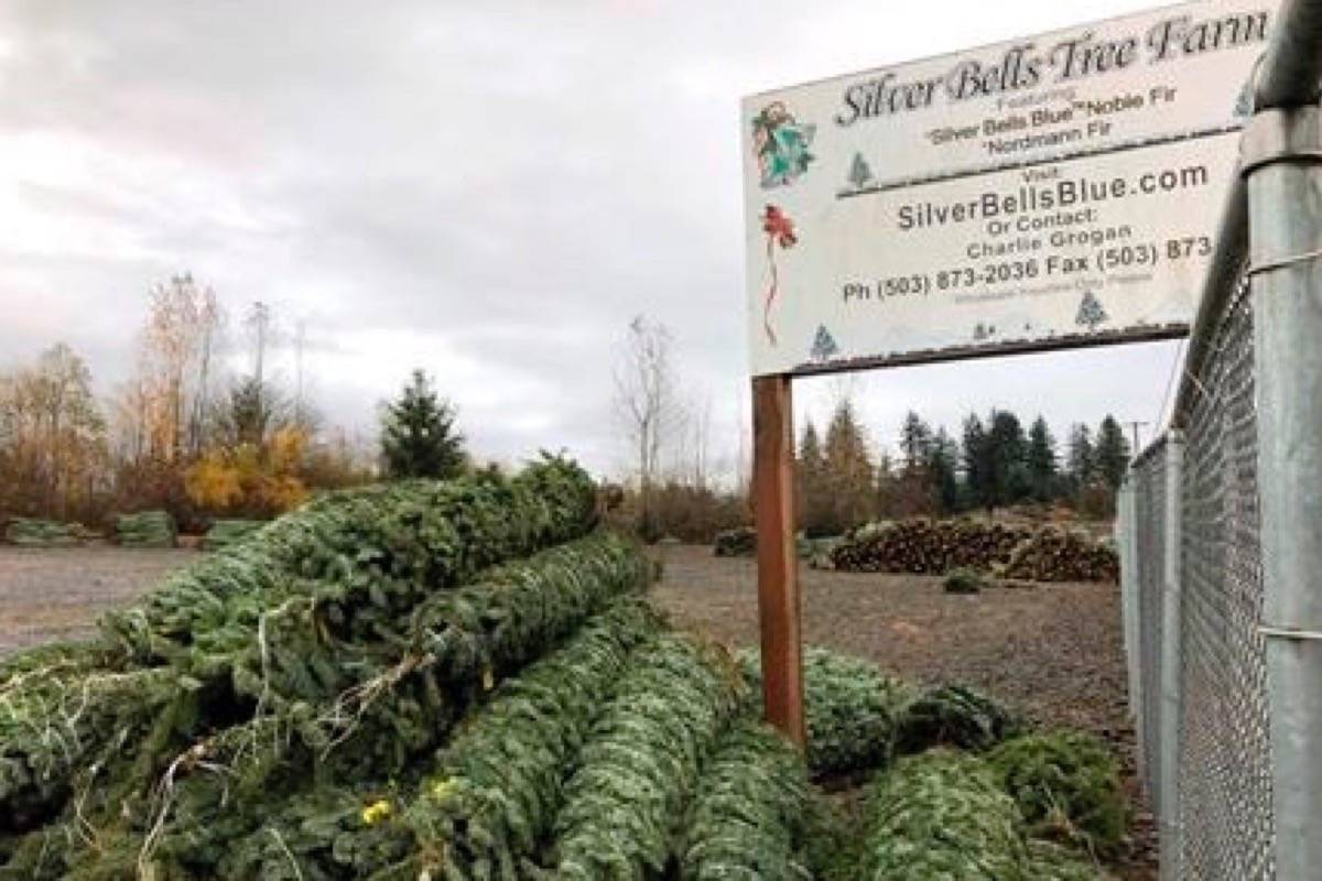 In this November 2018 photo, Christmas trees sit in a dirt lot at Silver Bells Tree Farm in Silverton, Ore., before being loaded onto a semi-truck headed for a Los Angeles tree lot. (THE CANADIAN PRESS/AP Photo/Gillian Flaccus)