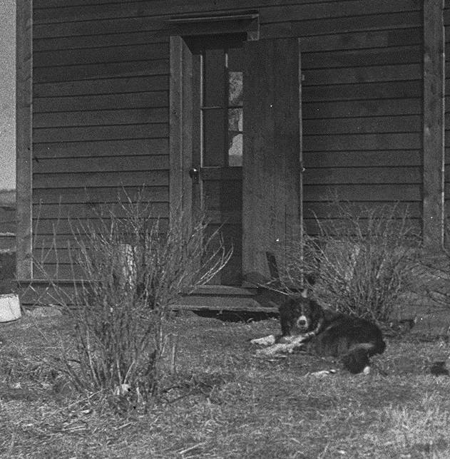 Dog resting by the door to a house west of Red Deer.                                Photo by Bert Fors.                                Red Deer Archives G2413