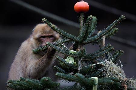 VIDEO: Zoo elephants eat Berlin’s leftover Christmas trees