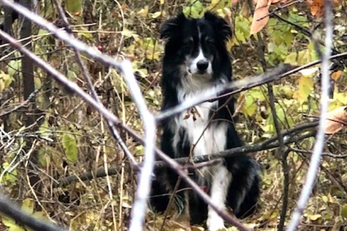 Valleyview RCMP asks public’s help to locate missing dog