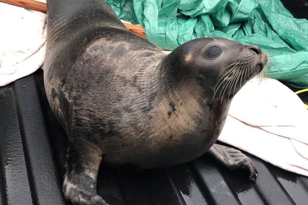 Wandering seal visits Newfoundland town, seems keen to stay