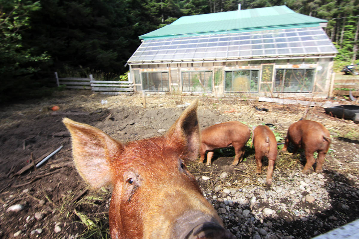 Hog farm in Alberta first in province to have deadly pig disease