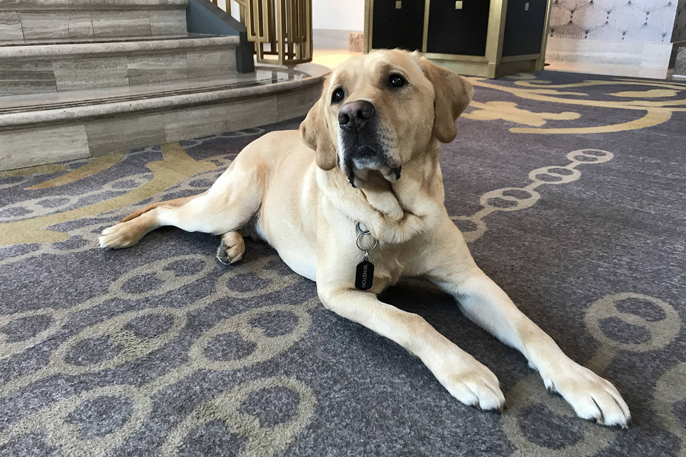 Trained as a guide dog in Ontario by the Canadian Guide Dogs for the Blind, Winston didn’t quite make the cut as a professional service dog as he was “too friendly”. (Keri Coles/News staff)
