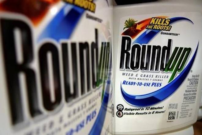 Bottles of Roundup herbicide, a product of Monsanto, are displayed on a store shelf in St. Louis, on June 28, 2011. Health Canada scientists say there is no reason to believe the scientific evidence they used to approve continued use of glyphosate in weed killers was tainted. THE CANADIAN PRESS/AP, Jeff Roberson