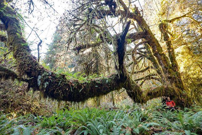 Ancient Forest Alliance campaigner TJ Watt is seen next to a bigleaf maple tree. (THE CANADIAN PRESS/TJ Watt, Ancient Forest Alliance)