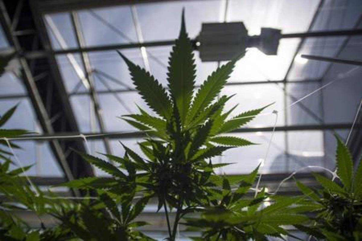 Cannabis plants are photographed during the grand opening event for the CannTrust Niagara Greenhouse Facility in Fenwick, Ont., on Tuesday, June 26, 2018. Cannabis cultivators in Pelham, Ont, are getting complaints from local residents due to complaints about odour and light pollution. (Tijana Martin/The Canadian Press)