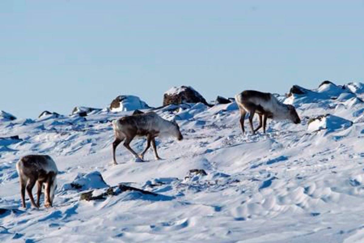 Wild caribou are seen near the Meadowbank Gold Mine in Nunavut on Monday, March 23, 2009. Three Canadian governments and several First Nations are expressing concerns to the U.S. over plans to open a massive cross-border caribou herd’s calving ground to energy drilling, despite international agreements to protect it. (Nathan Denette/The Canadian Press)
