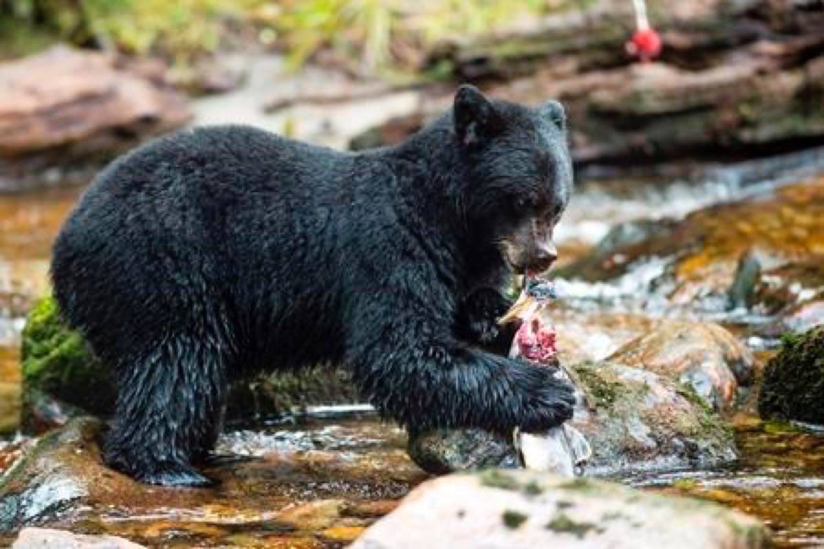 Study shows black bears need a variety of salmon species to be healthy