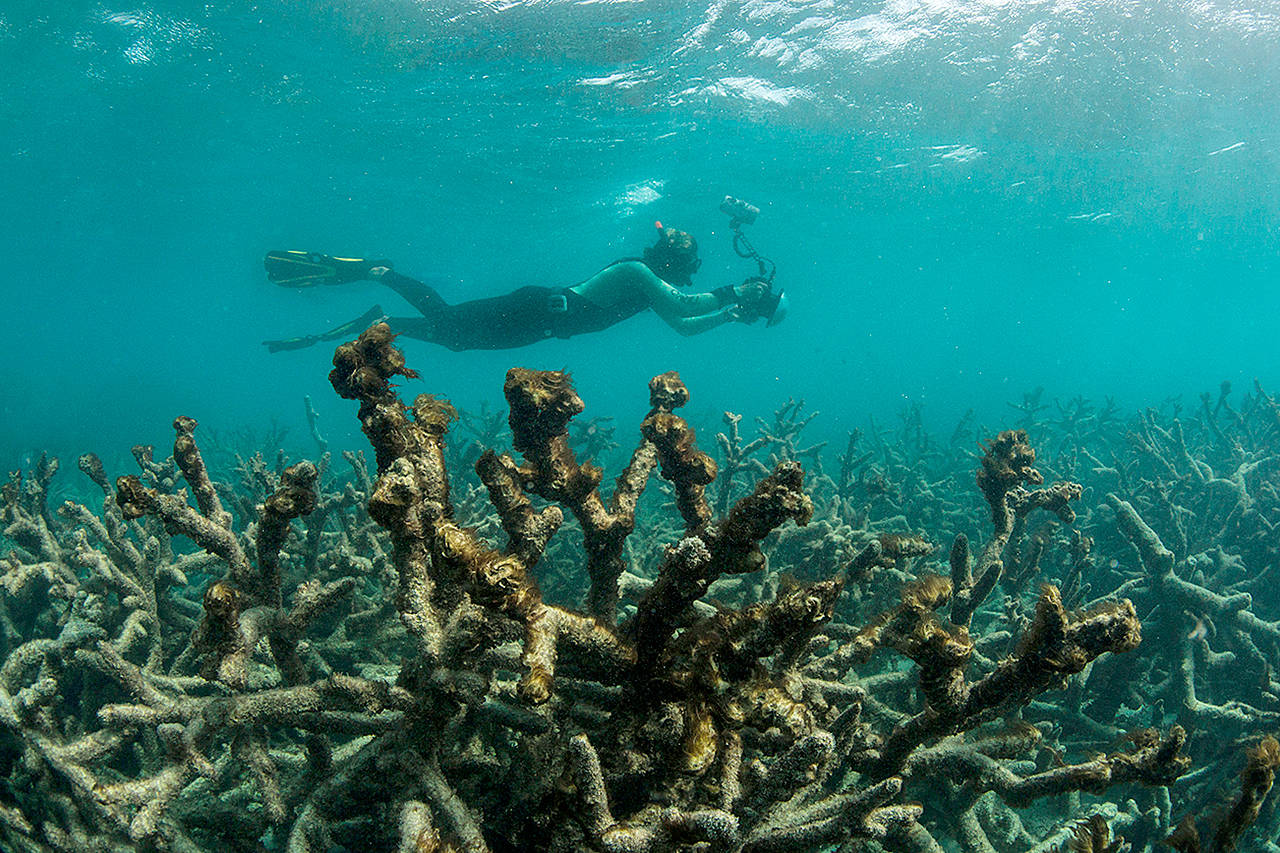 In this May 2016 photo released by The Ocean Agency/XL Catlin Seaview Survey, an underwater photographer documents an expanse of dead coral at Lizard Island on Australia’s Great Barrier Reef. Coral reefs, unique underwater ecosystems that sustain a quarter of the world’s marine species and half a billion people, are dying on an unprecedented scale. Scientists are racing to prevent a complete wipeout within decades. (The Ocean Agency/XL Catlin Seaview Survey via AP)