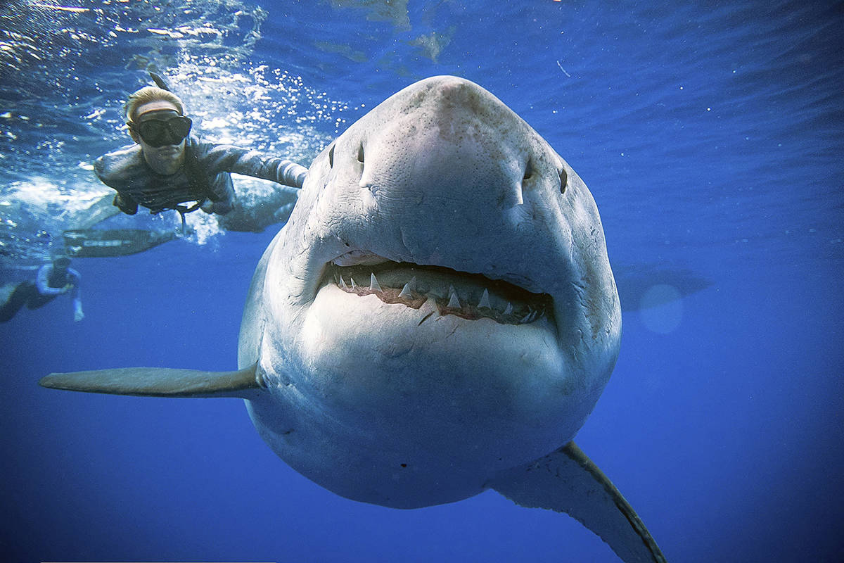 Hawaiian researchers come face to face with huge great white shark