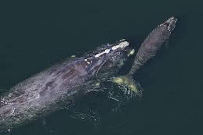 Endangered right whale spotted off southern U.S.