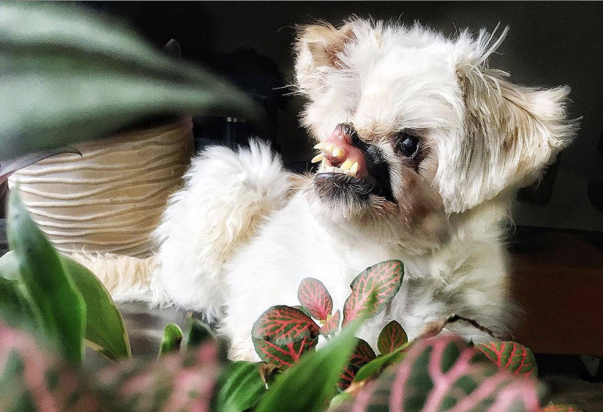 Mugsy was born in Iran, and when she was 40 days old somebody threw acidic cleaner on her face as she played outside. (Instagram)