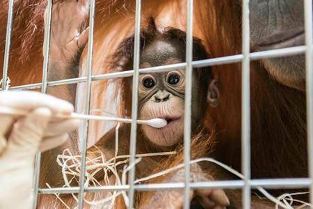 Who’s the daddy? Surprise in Swiss orangutan paternity test