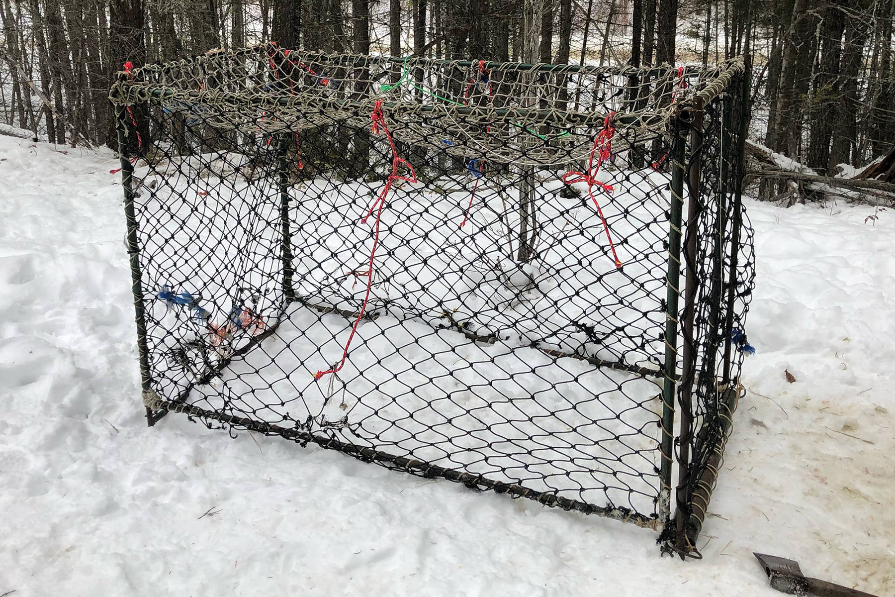 DEER CAGE                                Cages have been set up to trap mule deer in the area. The cages are checked regularly and the deer are collared and then released unharmed.                                (John Arendt/Summerland Review)