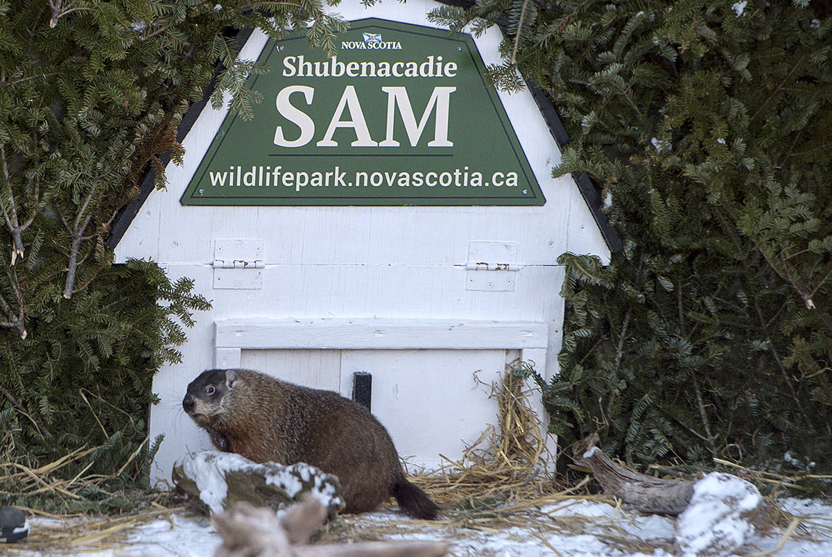 Shubenacadie Sam looks around after emerging from his burrow at the wildlife park in Shubenacadie, N.S. on Saturday, Feb. 2, 2019. Sam saw his shadow and predicts six more weeks of winter. THE CANADIAN PRESS/Andrew Vaughan