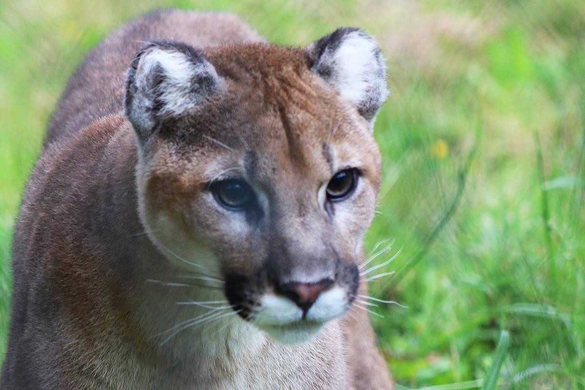 Cougar stops in back yard of Whonnock home, Sunday. (THE NEWS/files)