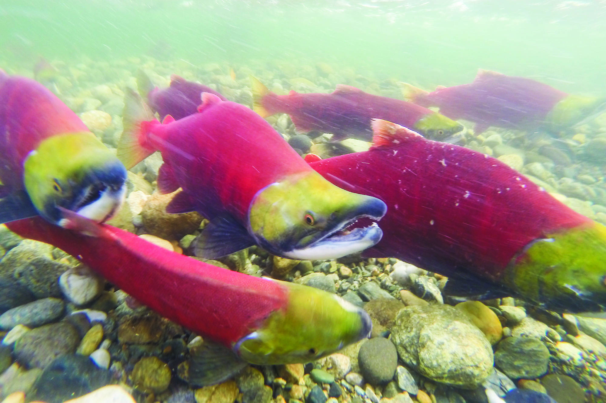 Summer sockeye are working their way up the Fraser River now, heading to Chase Creek and the late-run sockeye that call the Shuswap home, including the Adams and Eagle rivers, will soon be on their way.-Image credit: File photo
