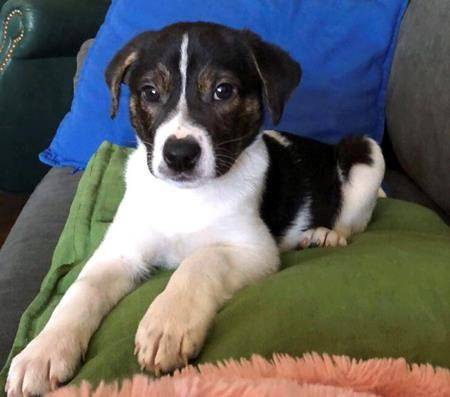Murray, a mixed-breed dog, lies on a sofa in Ann Arbor, Mich. (Rennie Pasquinelli via AP)