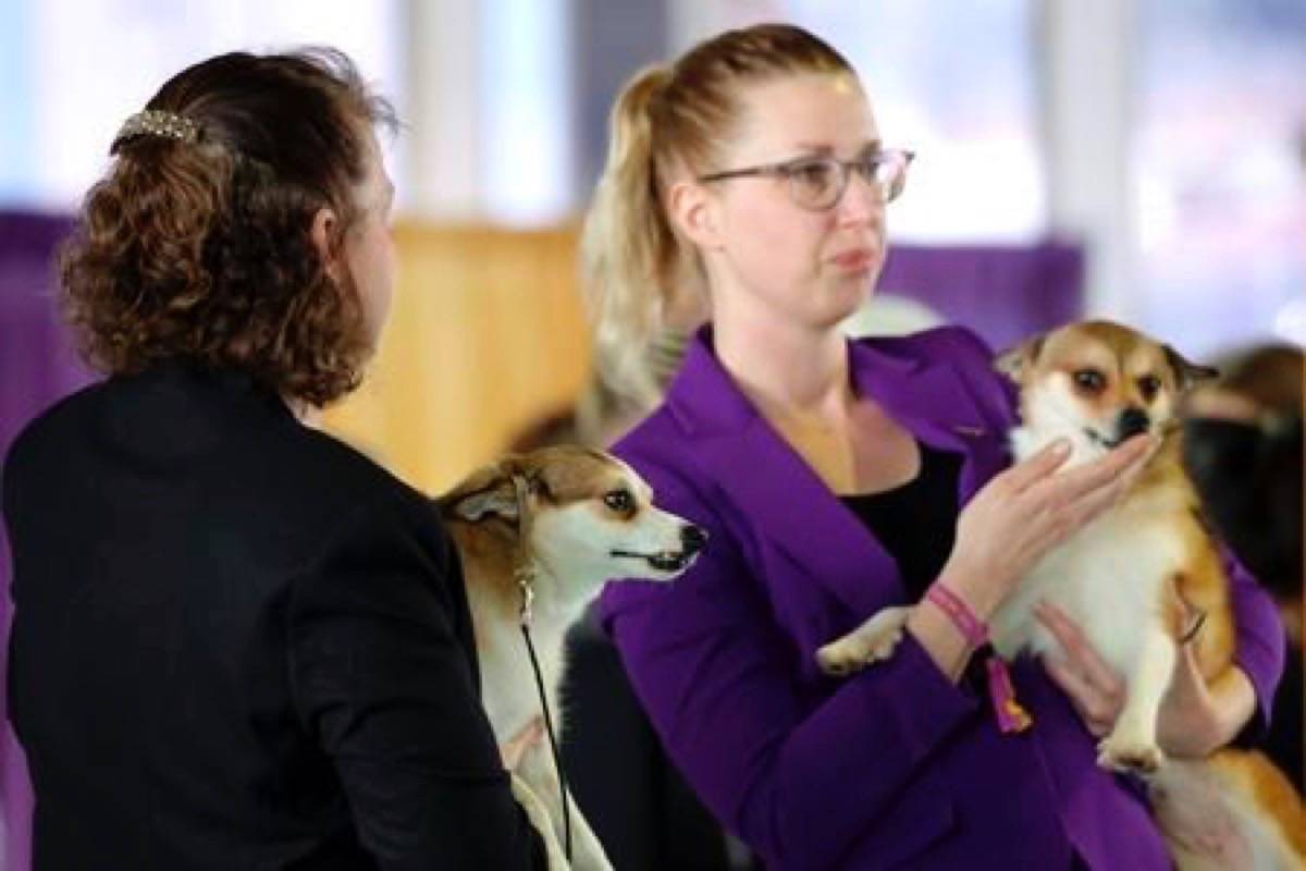 Tracy Rousseau, left, owner and handler of dog Eva, and Jessica de Jong, handler of dog Pikku, both the Norwegian Lundehund breed, compete in the Best of Breed event at the Westminster Kennel Club dog show on Monday, Feb. 11, 2019, in New York. (AP Photo/Wong Maye-E)