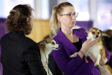 A breed apart: Rare Westminster dogs have ring to themselves