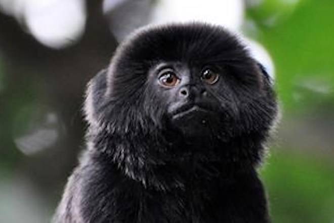 CORRECTS TO CLARIFY THIS IS THE TYPE OF MONKEY THAT IS MISSING NOT THE ACTUAL MONKEY - In this undated photo provided by the Palm Beach Zoo, a rare Goeldi’s monkey, sits on a branch at an enclosure at the Palm Beach Zoo, in West Palm Beach, Fla. (Palm Beach Zoo via AP)