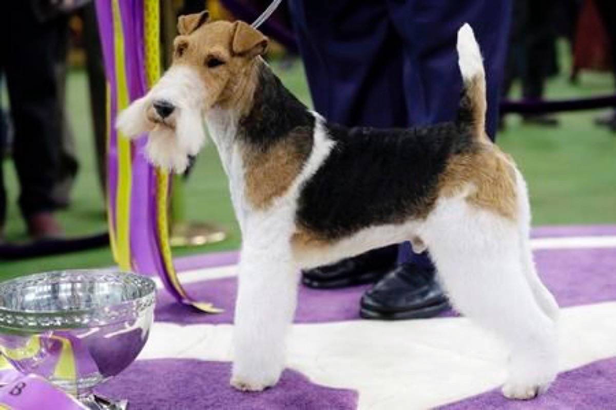 King the wire fox terrier takes Westminster’s best in show
