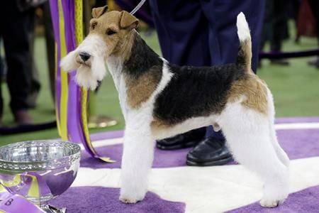 King the wire fox terrier takes Westminster’s best in show