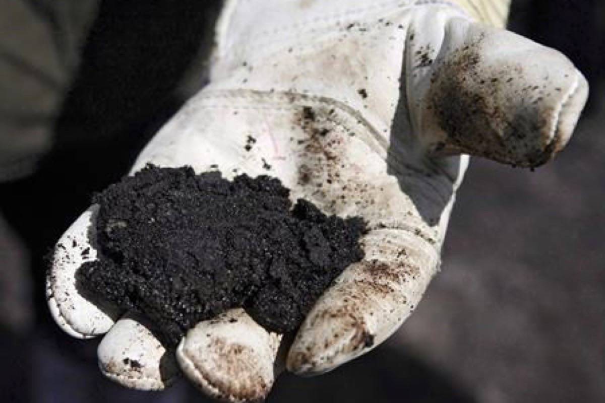 An oil worker holds raw sand bitumen near Fort McMurray, on July 9, 2008. Decades worth of oilsands environmental impact studies are marred by inconsistent science that’s rarely subjected to independent checks, according to a new university study. “It doesn’t make any sense,” said University of British Columbia biology professor Adam Ford , who published his findings in the journal Environmental Reviews. (Jeff McIntosh/The Canadian Press)