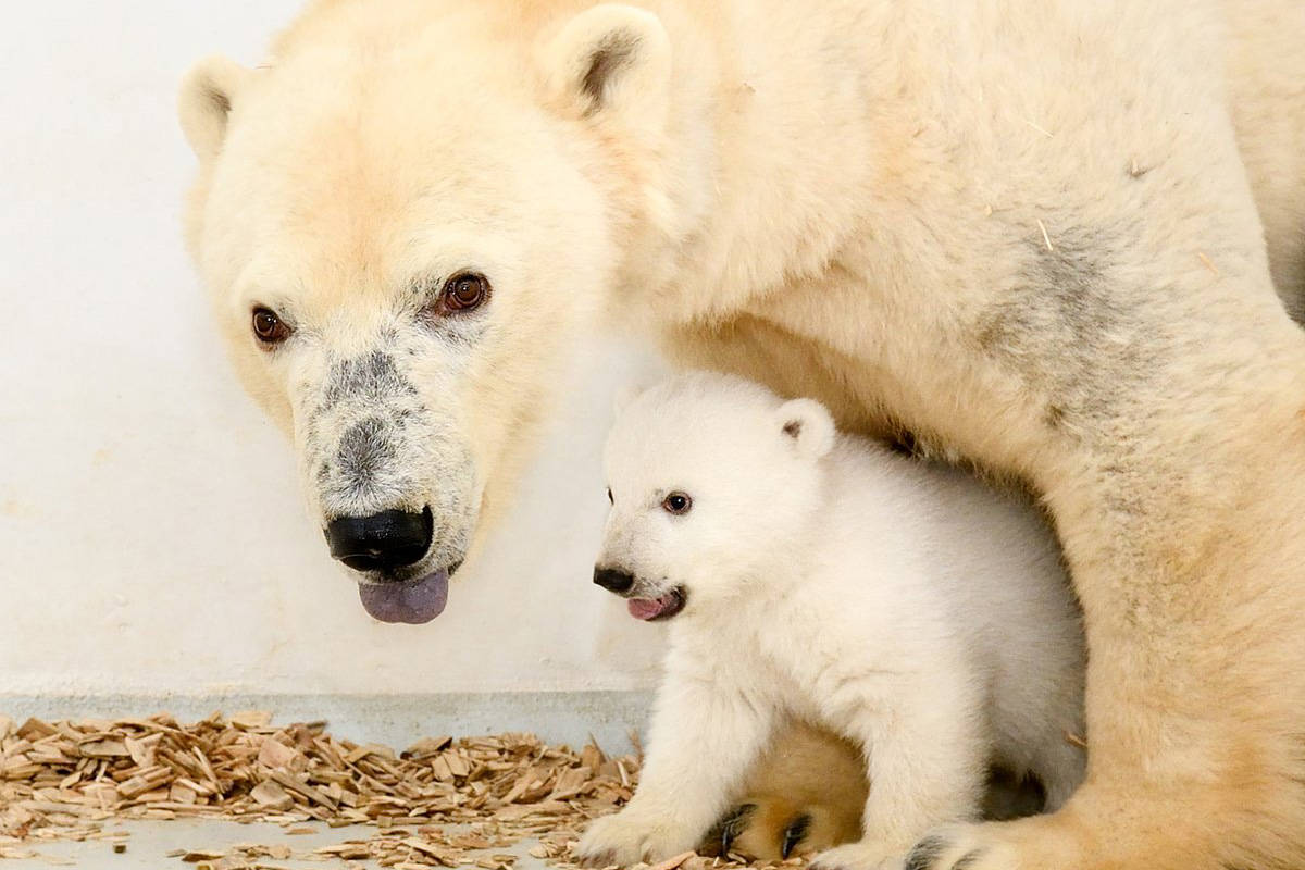 Berlin’s polar bear cub growing fast, public debut soon