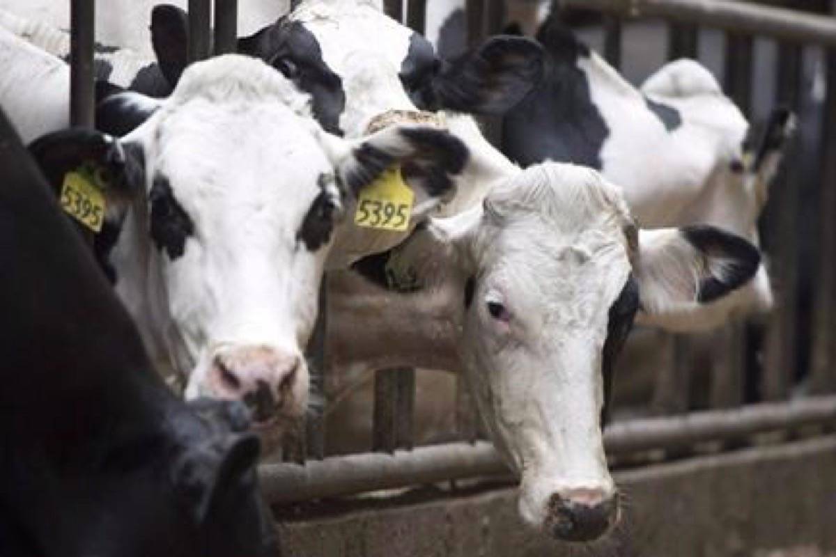 Dairy cows are pictured at a dairy farm in Chilliwack, B.C. (THE CANADIAN PRESS/Jonathan Hayward)