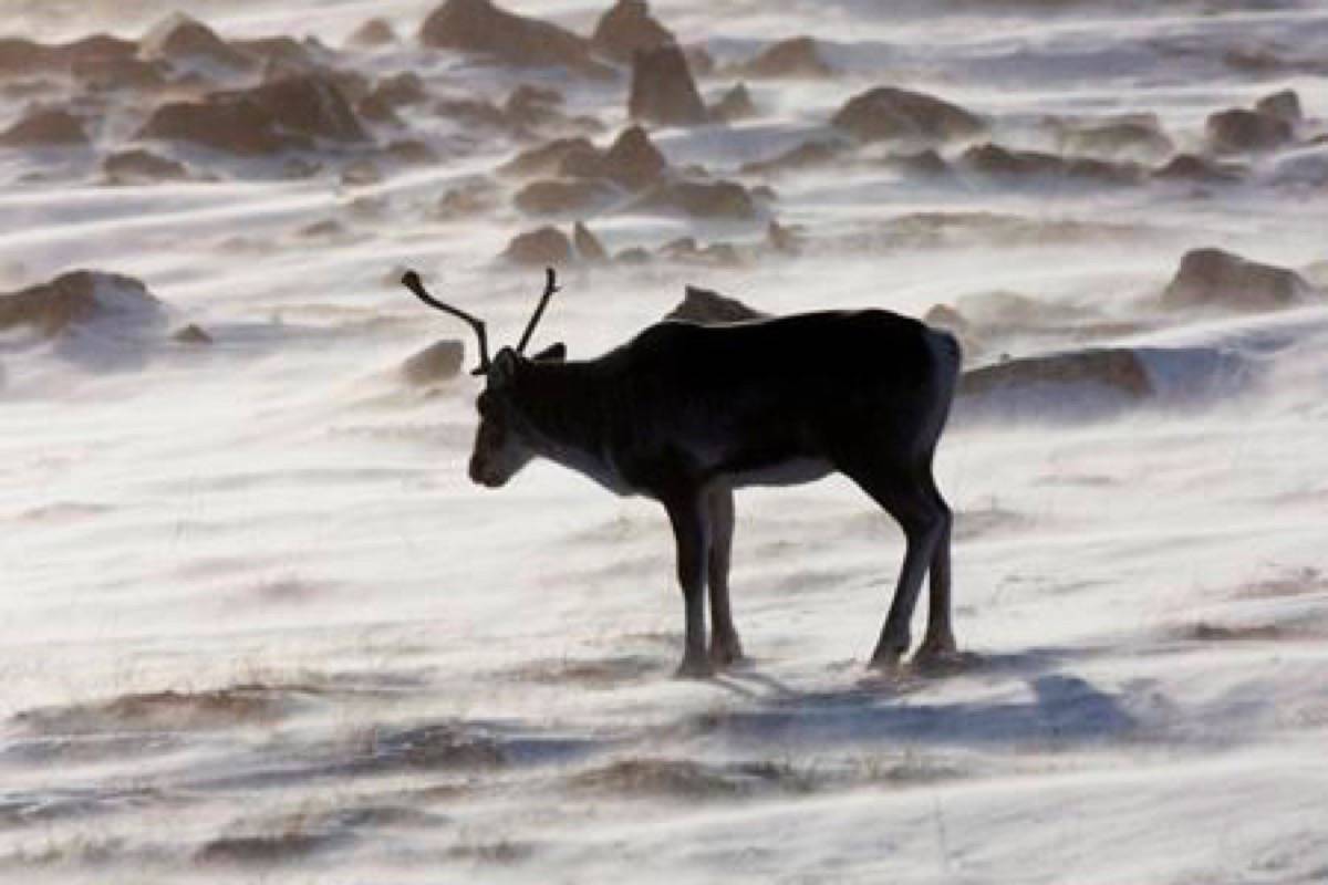 A caribou roams the tundra in the Nunavut on Wednesday, March 25, 2009. A new bar will soon be set on what counts as sustainable forestry, holding potential implications for the future of the woodland caribou and of the forestry industry itself.THE CANADIAN PRESS/Nathan Denette