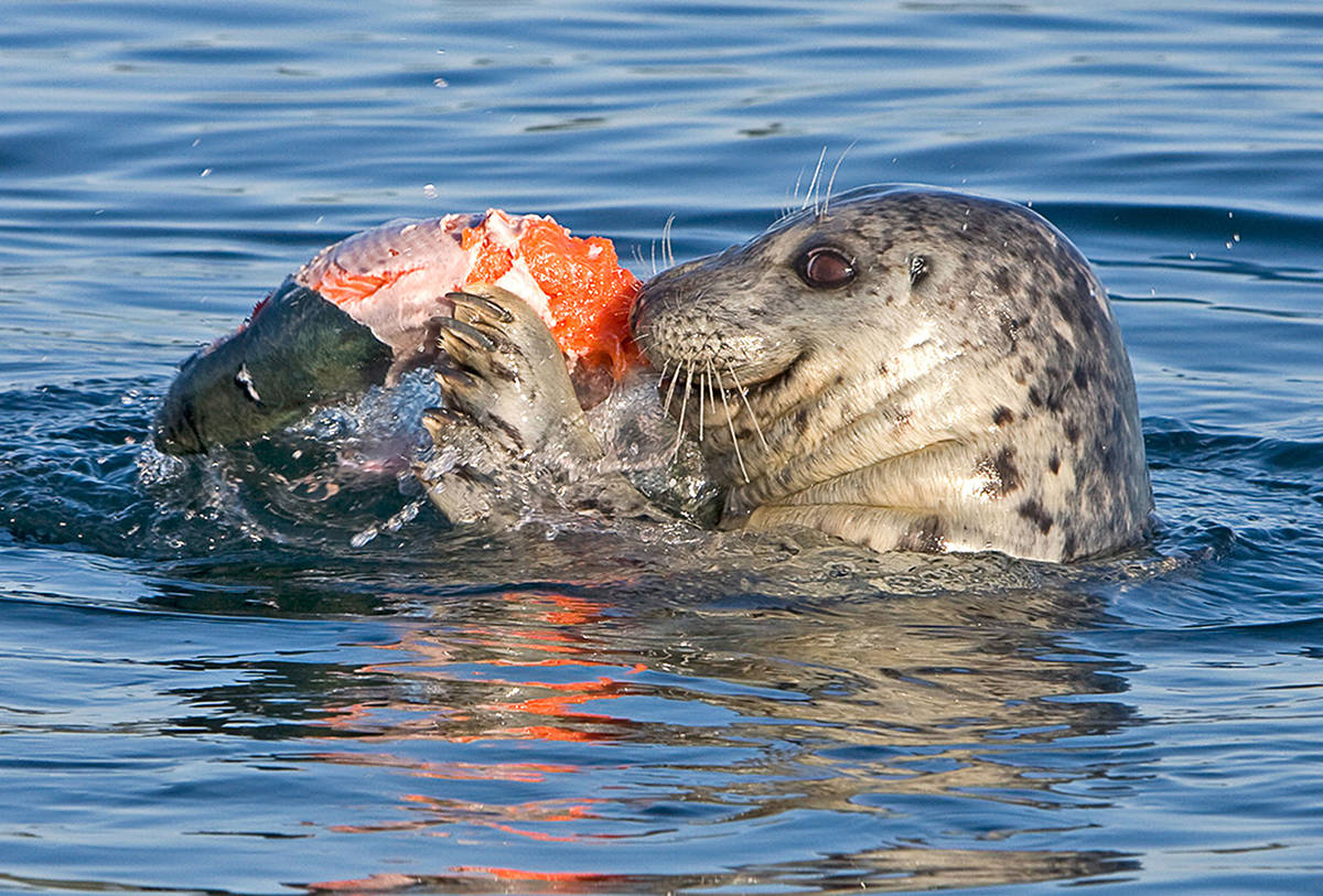 Scientists warn of ecosystem consequences for proposed B.C. seal hunt