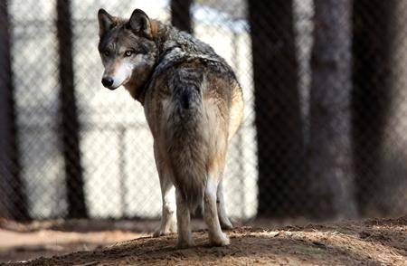 U.S. moves to lift remaining grey wolf protections