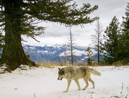U.S. moves to lift remaining grey wolf protections
